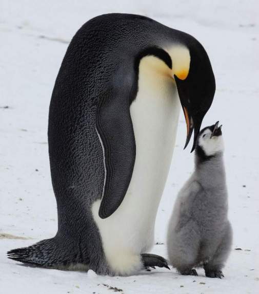 Пінгвіни