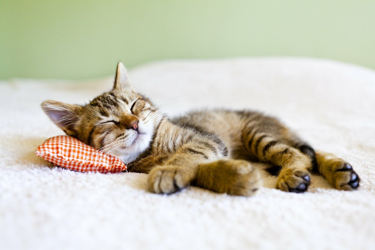 Чи можуть кішки бачити сни, що їм сниться?