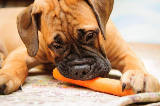 Чи можна собакам давати їсти моркву?
