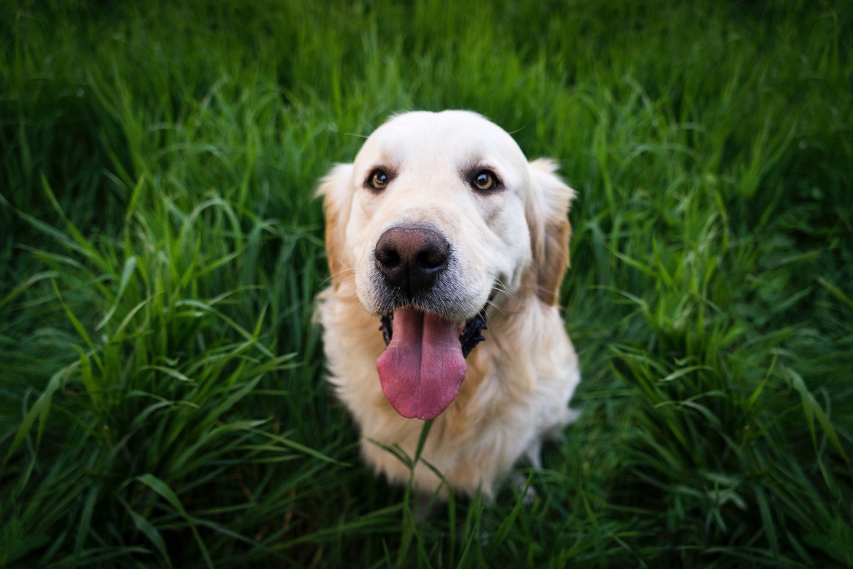 Чому собаки їдять траву, навіщо вони це роблять?