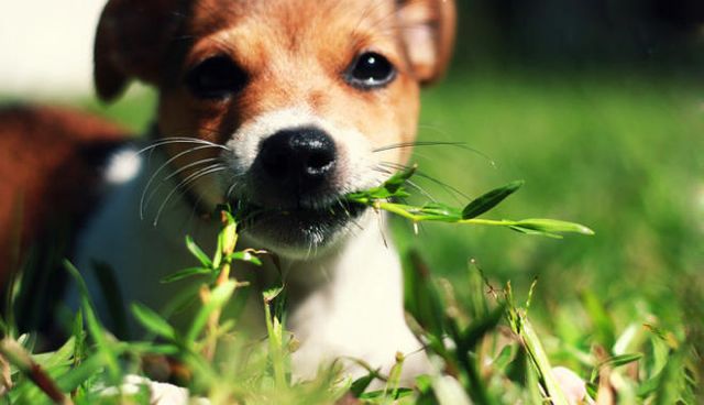 Чому собаки їдять траву, навіщо вони це роблять?