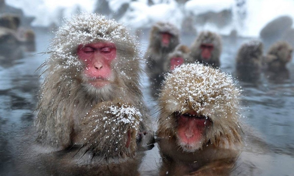 Картинки на свято 14 грудня День мавп - добірка