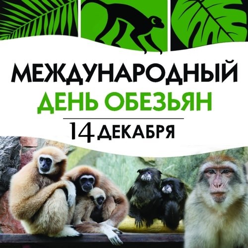 Картинки на свято 14 грудня День мавп - добірка