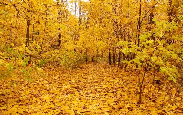 Найкращі фото осінь золота - добірка шпалер за 2022 рік