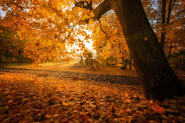 Найкращі фото осінь золота - добірка шпалер за 2022 рік
