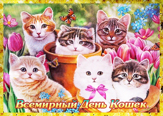 Зображення та листівки з днем ​​кішок на 8 серпня