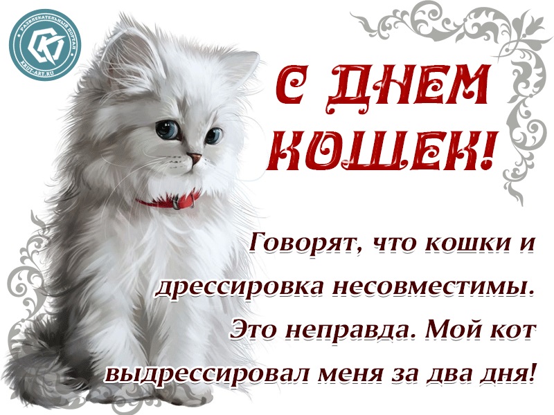 Зображення та листівки з днем ​​кішок на 8 серпня
