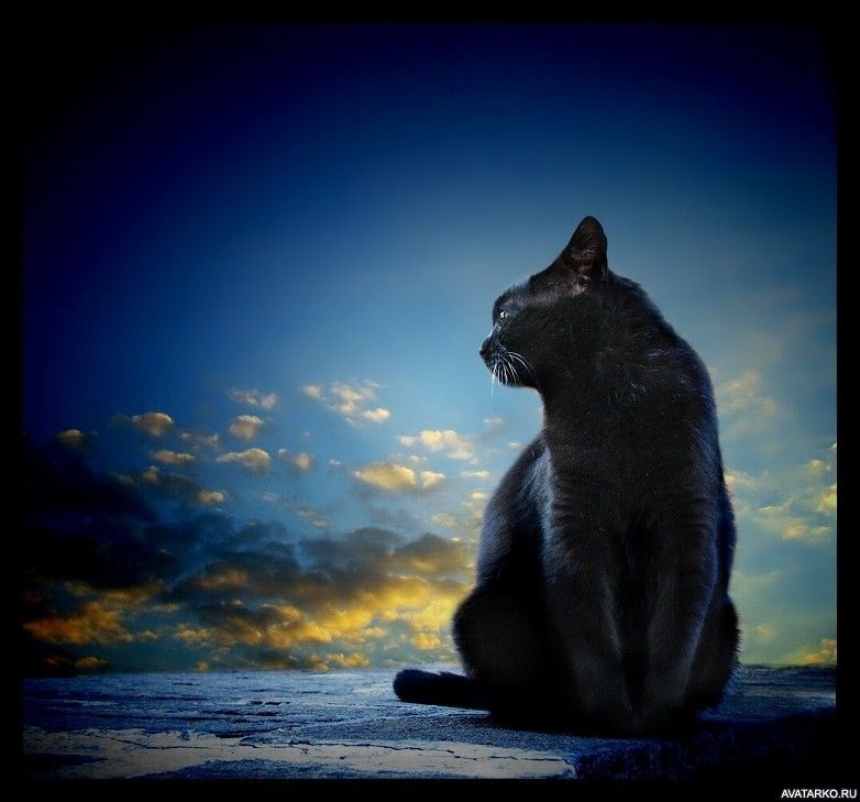 Класні картинки на аву чорна кішка