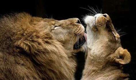 Левиця цілує лева фото красиві