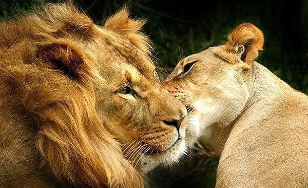 Левиця цілує лева фото красиві