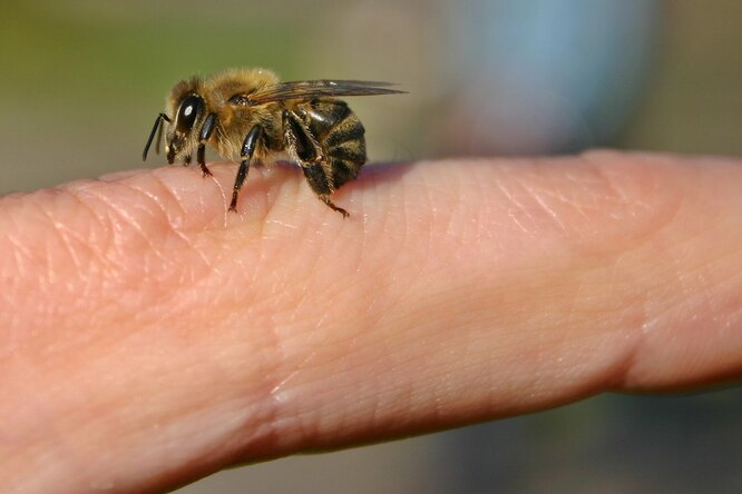 Чому бджоли вмирають, якщо вжалять?
