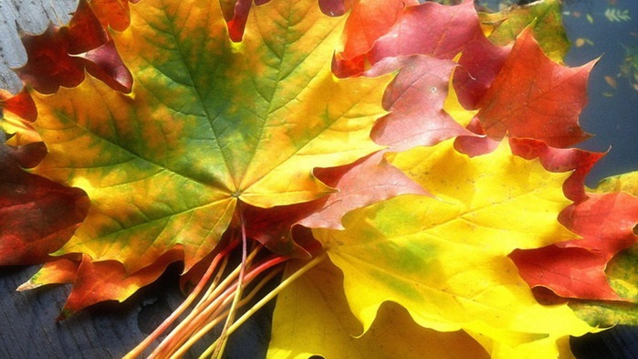 Листівки на День збирання осіннього листя 15 жовтня
