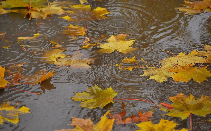 Доброго ранку осінь і дощ — чудові картинки