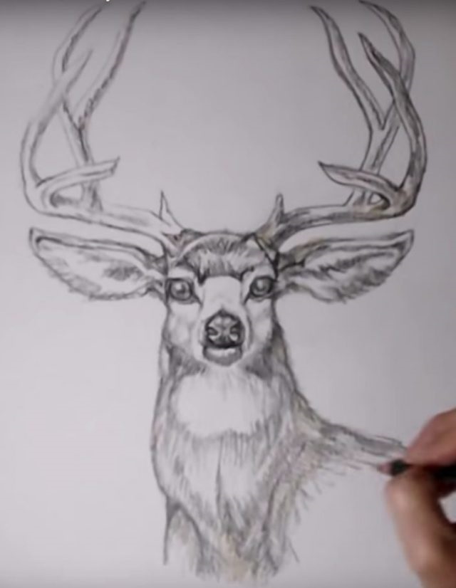 Красиві малюнки для змальовування олень