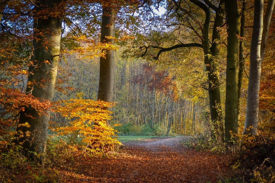 Фотографії природи: ялиновий ліс восени