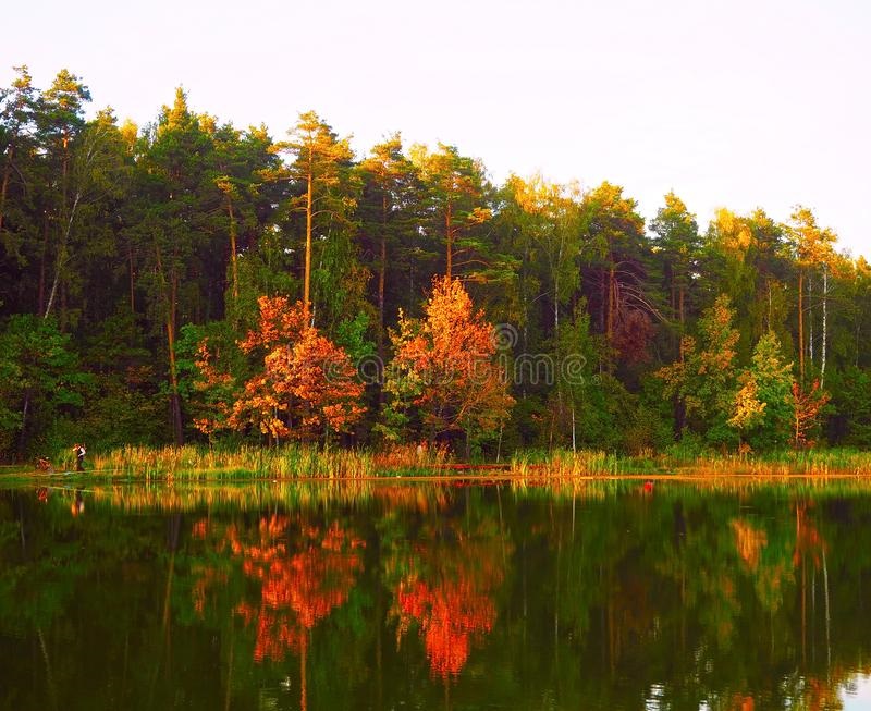 Фотографії природи: ялиновий ліс восени