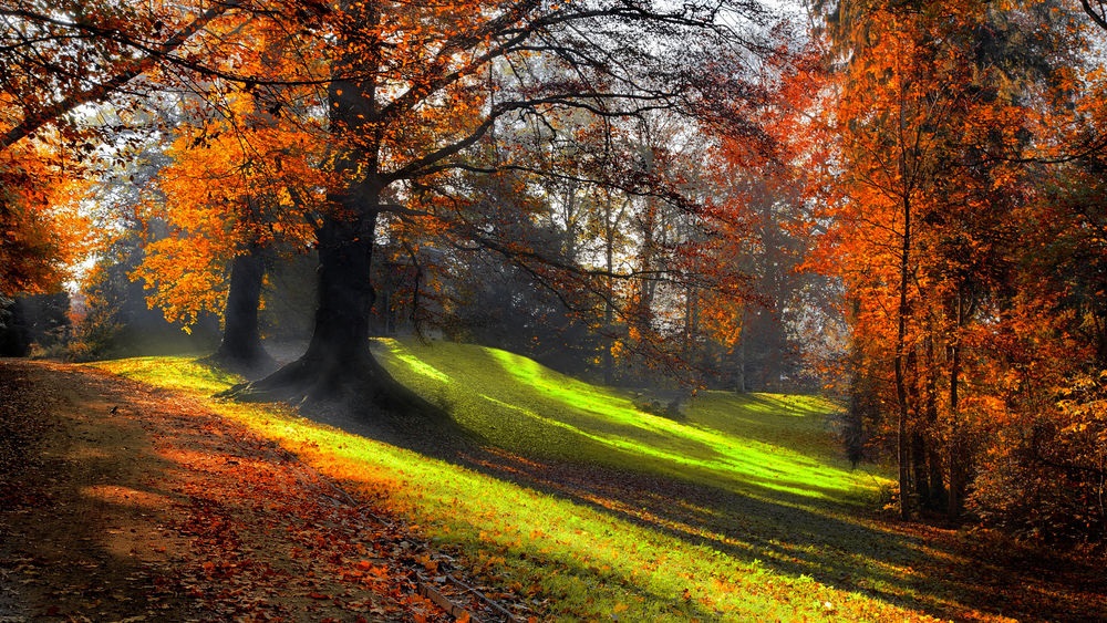Фото природи: осінній ліс