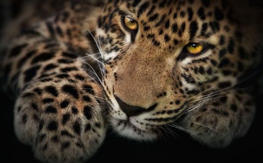 Леопард красиві картинки
