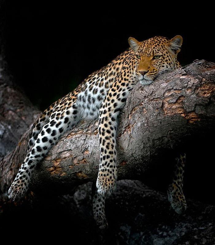 Леопард красиві картинки