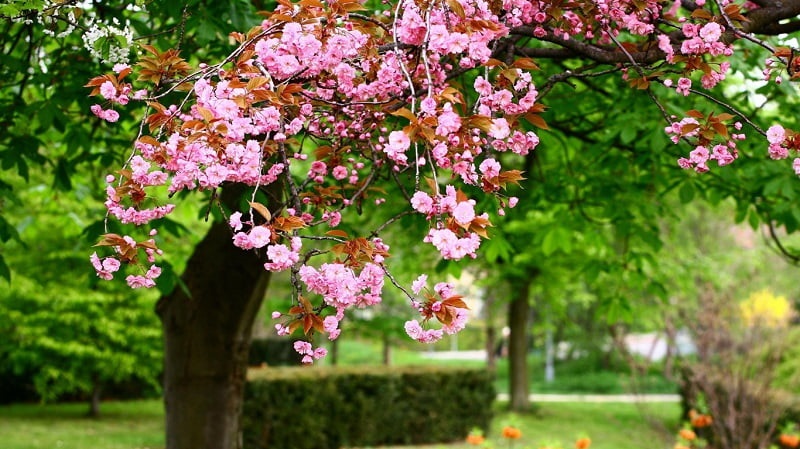 Весна Красиві фотографії