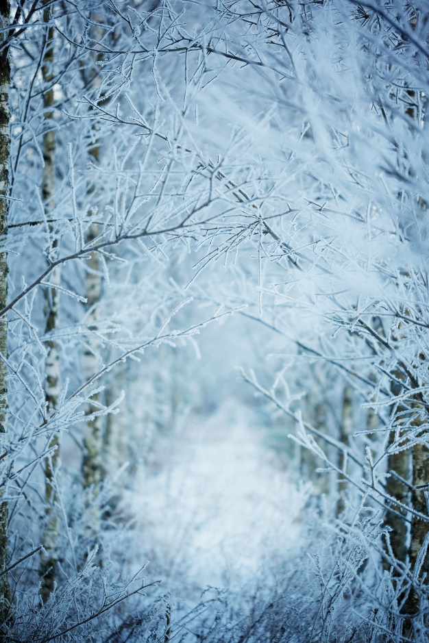 Зимова природа