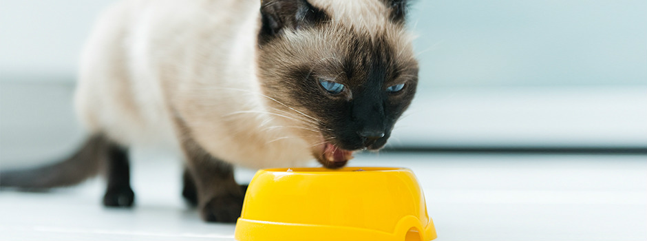 Як перевести маленьке кошеня з консервів на сухий корм?