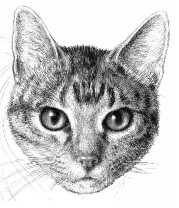Кращі картинки для змалювання кішки