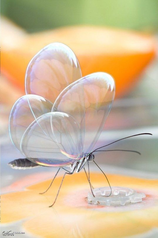 Метелики з прозорими крилами фото