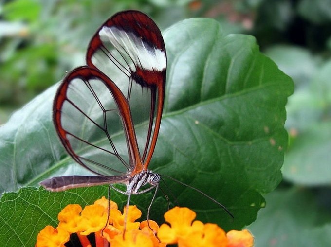 Метелики з прозорими крилами фото
