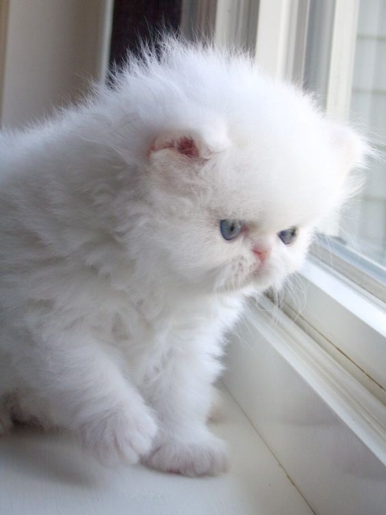 Білі пухнасті кошенята красиві фотографії