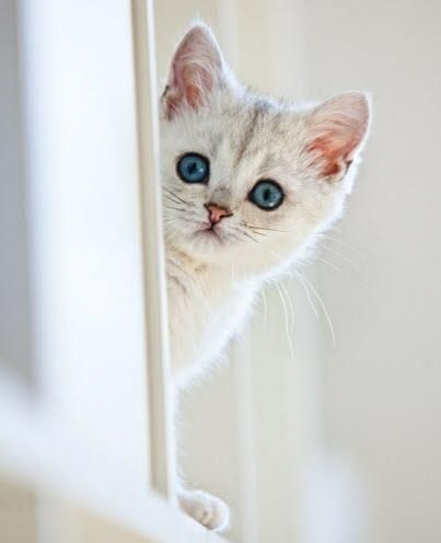 Білі пухнасті кошенята красиві фотографії