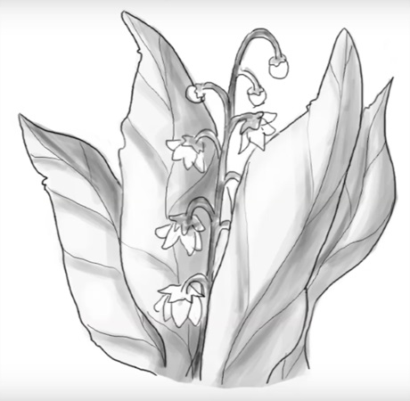 Квіти малюнок для дітей олівцем