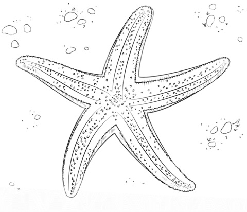 Зображення морська зірка для дітей