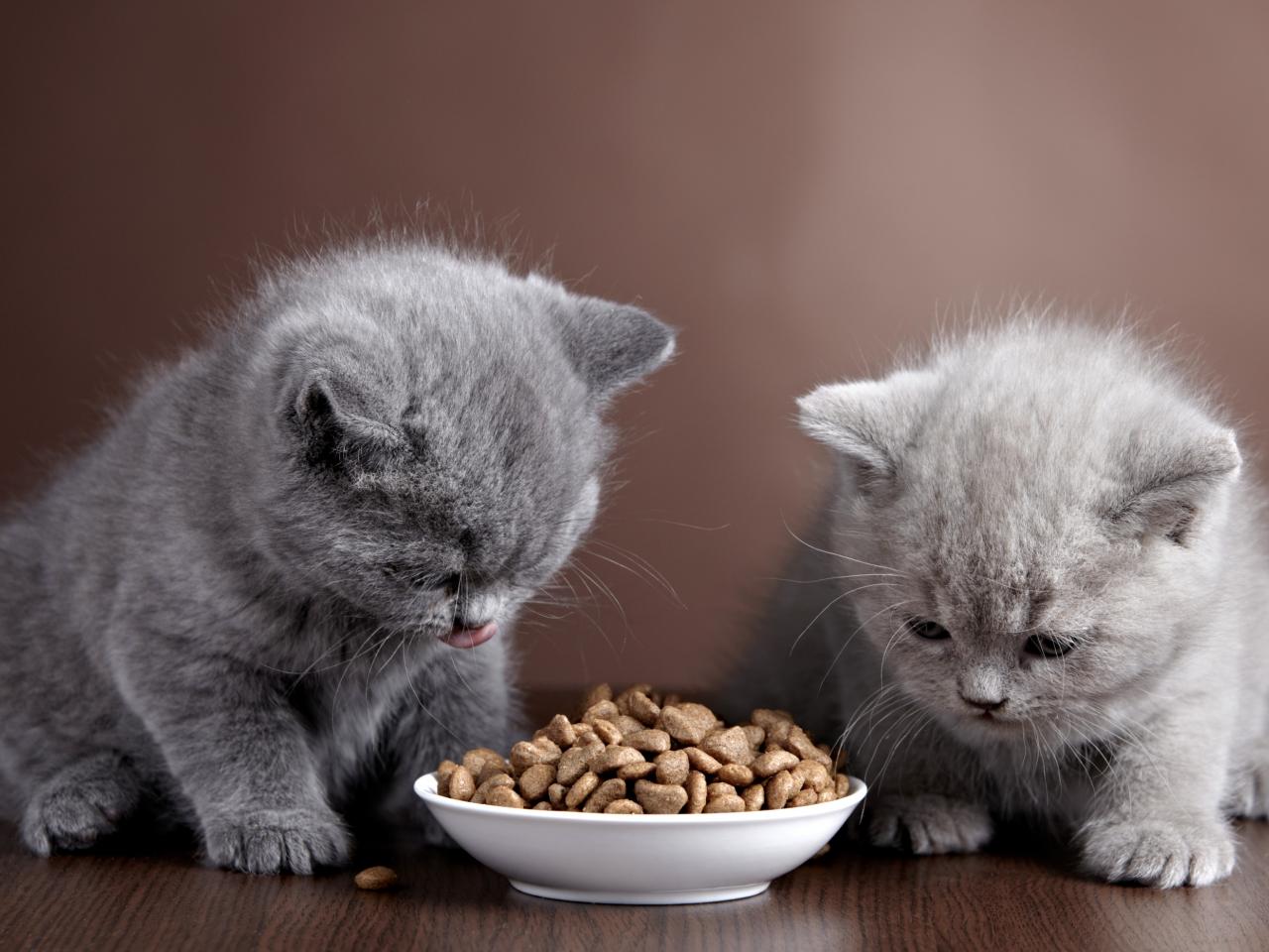 6 порад щодо годування кошеня, як годувати кошеня вологим та сухим кормом?