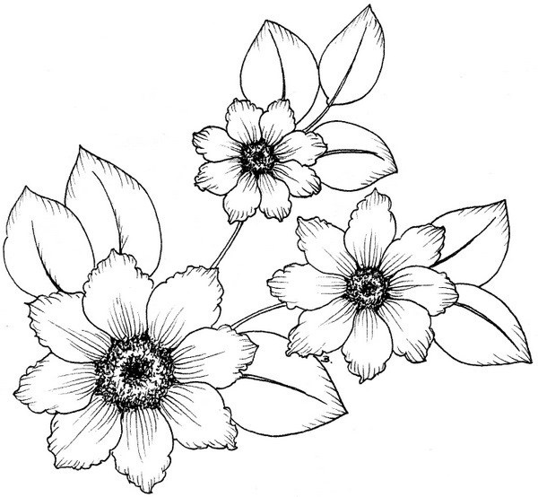 Як намалювати гарні квіти фотодобірка