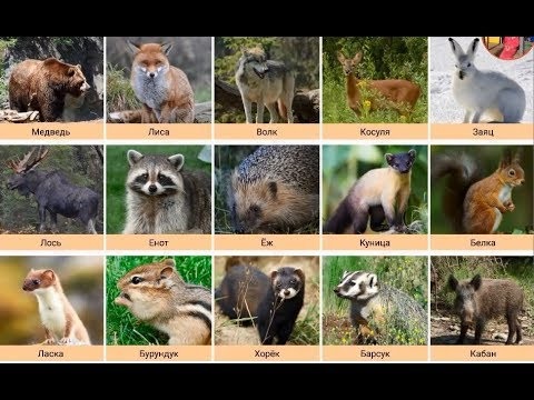 Лісові тварини фото для дітей