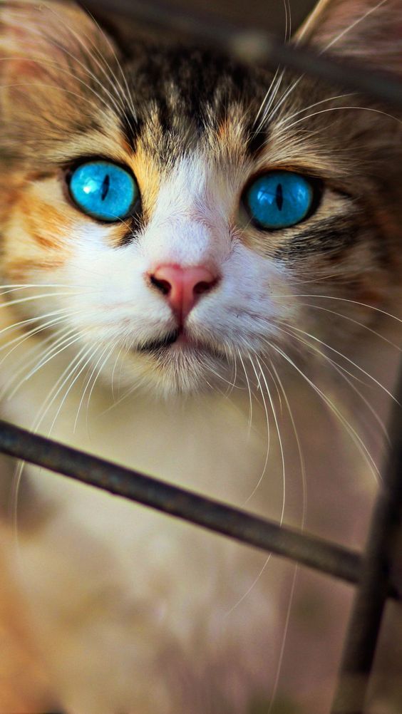 Красиві фотографії очей кішок у високій якості