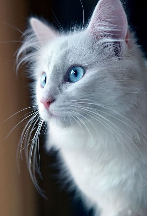 Красиві фотографії очей кішок у високій якості